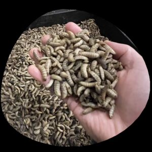 Black Soldier Fly larvae training at Green Smith Farm