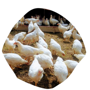 Pasture raised Layer Hens at Green Smith Farm